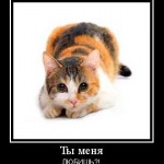 ТРЕХЦВЕТНАЯ КОШКА КРАСИВАЯ МОТИВАТОР ТЫ МЕНЯ ЛЮБИШЬ
